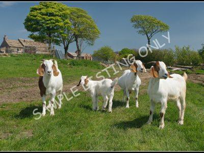 Sudanese Live Boer Goats