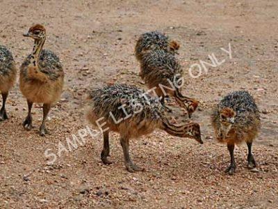 Sudan Ostrich Chicks