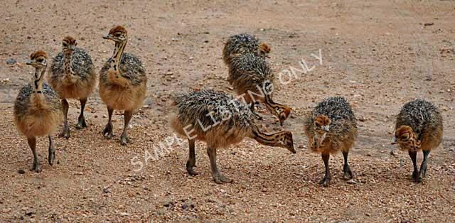 Sudan Ostrich Chicks