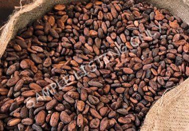 Sudan Cocoa Beans