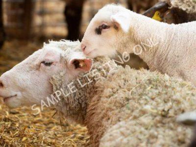Healthy Sudan Sheep