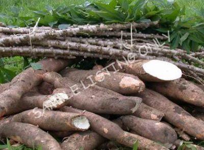 Fresh Sudan Cassava