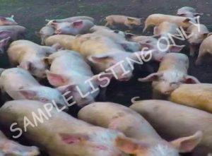 Sudan Healthy Pigs