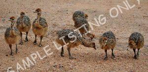 Sudan Guinea Fowls